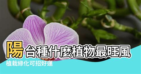 陽台種真柏|陽台種什麼植物最旺風水？答案都在這裡！